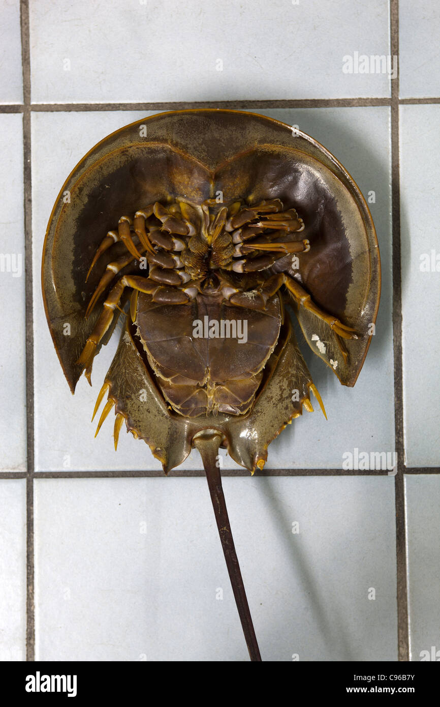 Crabe en fer à cheval en Thaïlande - un exemple de la nourriture étrange ou bizarre mangée par les gens du monde entier Banque D'Images