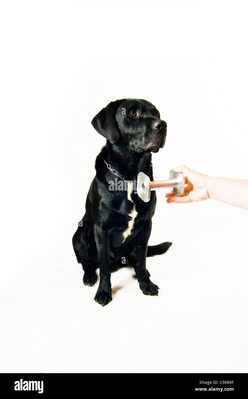 En ecxercise winterlore Labrador fetch fetch stick en métal Banque D'Images