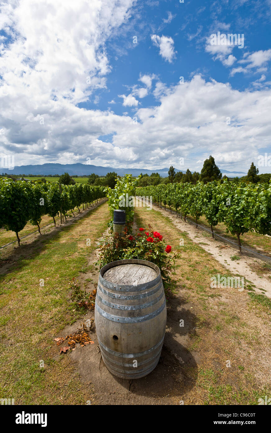 Vigne à Highfield Estate, Marlborough, Nouvelle-Zélande, montrant un rosier et un tonneau vide à la fin de la ligne Banque D'Images