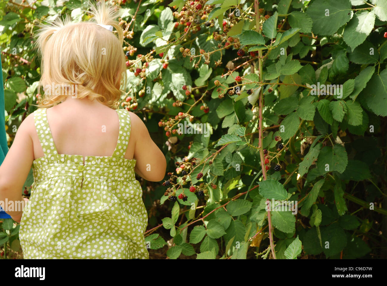 Caucasian toddler picking blackberries on farm Banque D'Images