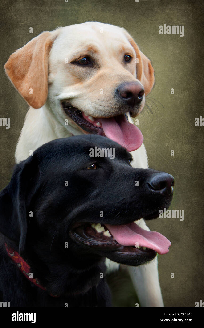 Deux chiens Labrador Banque D'Images