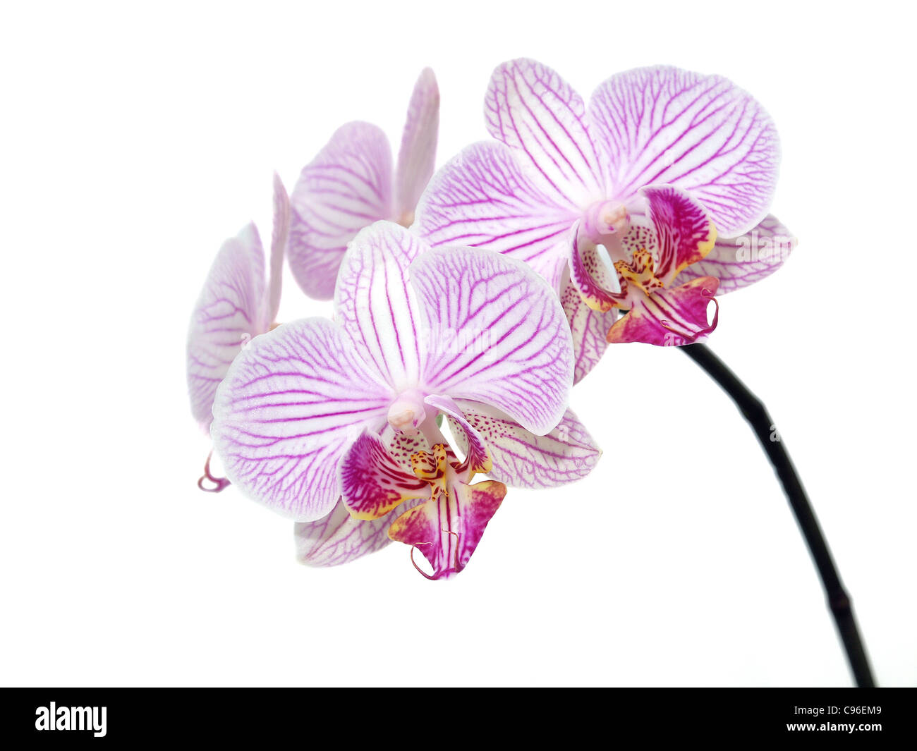Fleur orchidée phanelopsis Banque D'Images