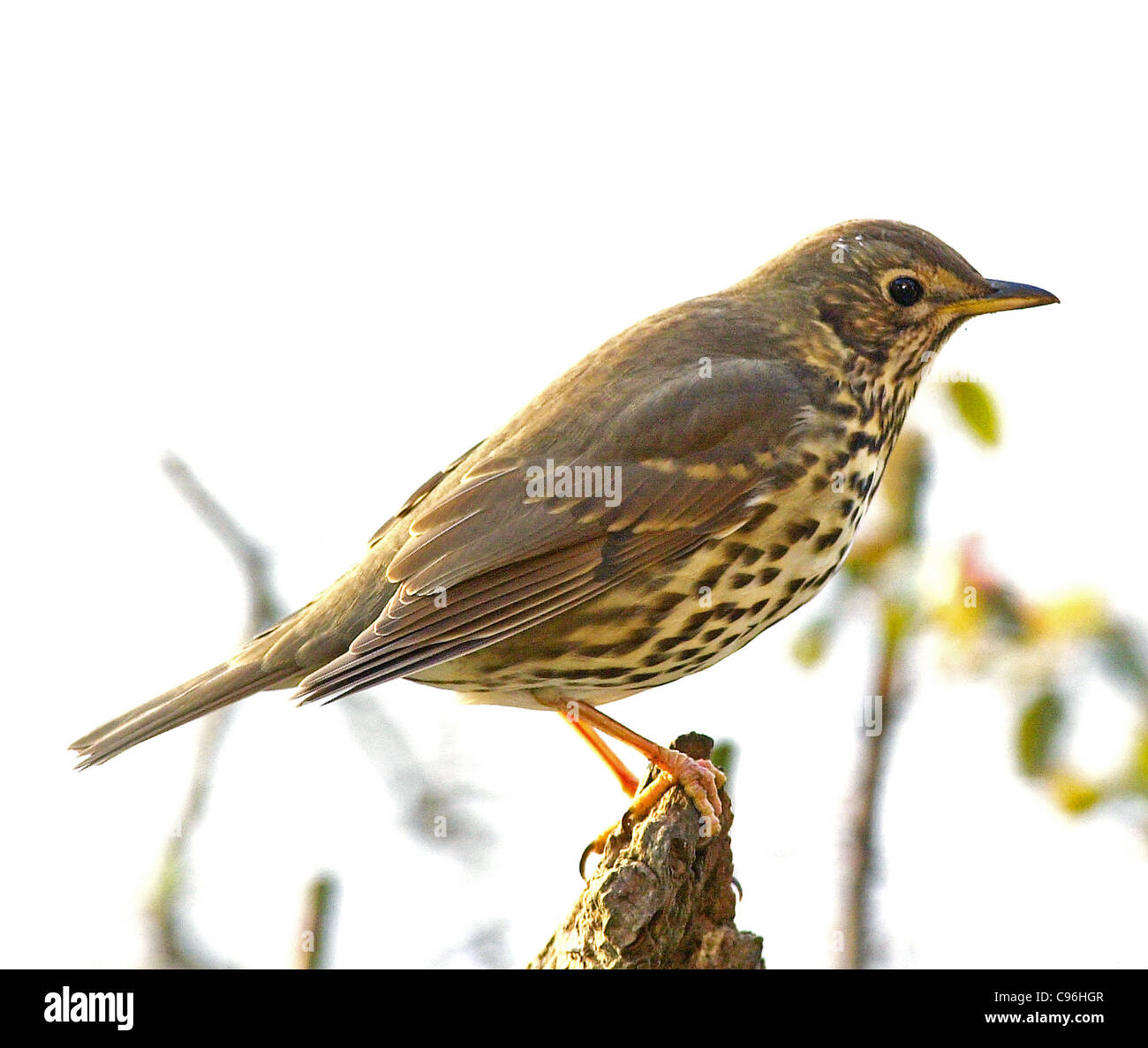 THRUSH Grive musicienne (Turdus Chanson-ericetorun ericetorun) britannique bien connu d'un oiseau. Banque D'Images