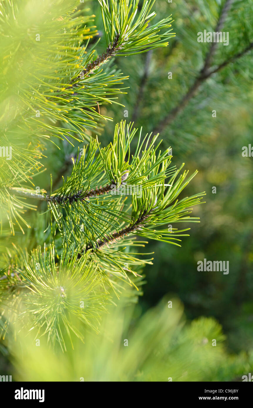 Pin nain (Pinus mugo) Banque D'Images