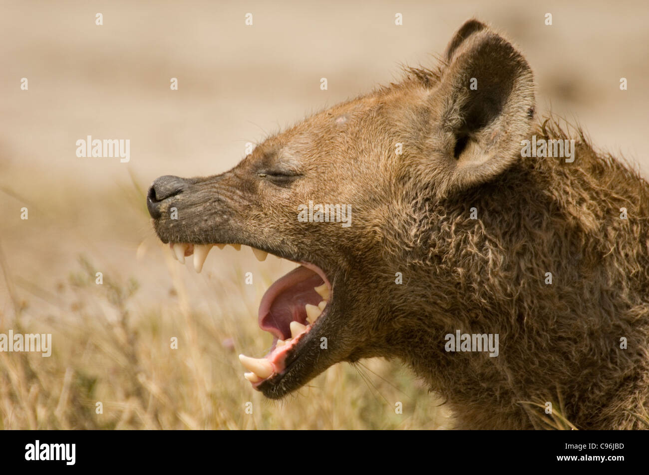 L'Afrique, Tanzanie, Cratère Ngorogoro. hyène. Banque D'Images