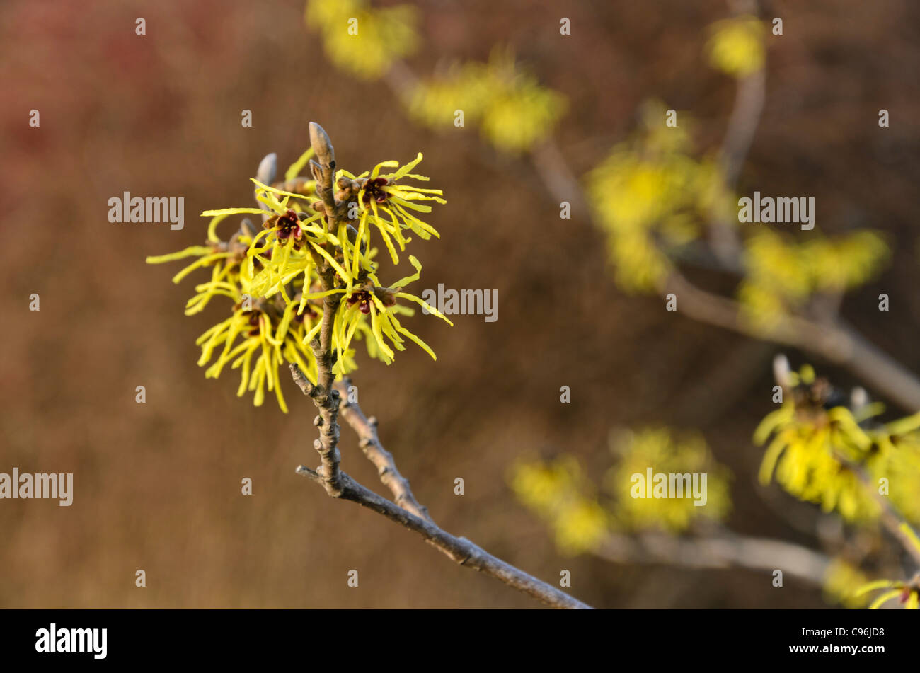 L'hamamélis (hamamelis x intermedia 'primavera') Banque D'Images