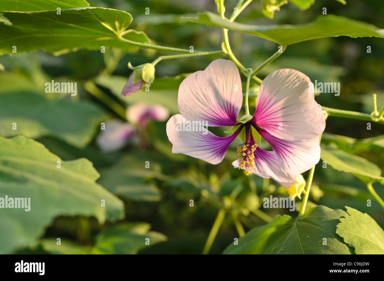 Tree lavatera maritima (mauve) Banque D'Images