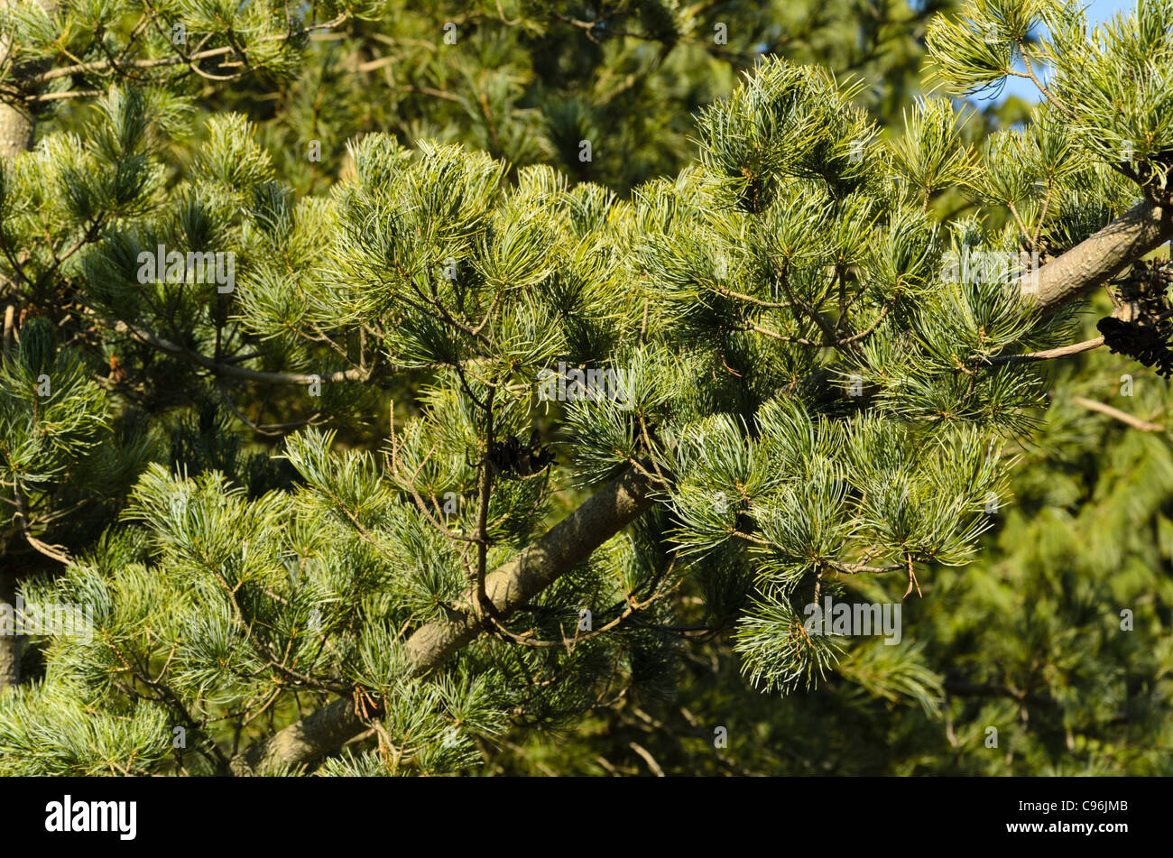 Pin blanc du Japon (Pinus parviflora 'glauca') Banque D'Images