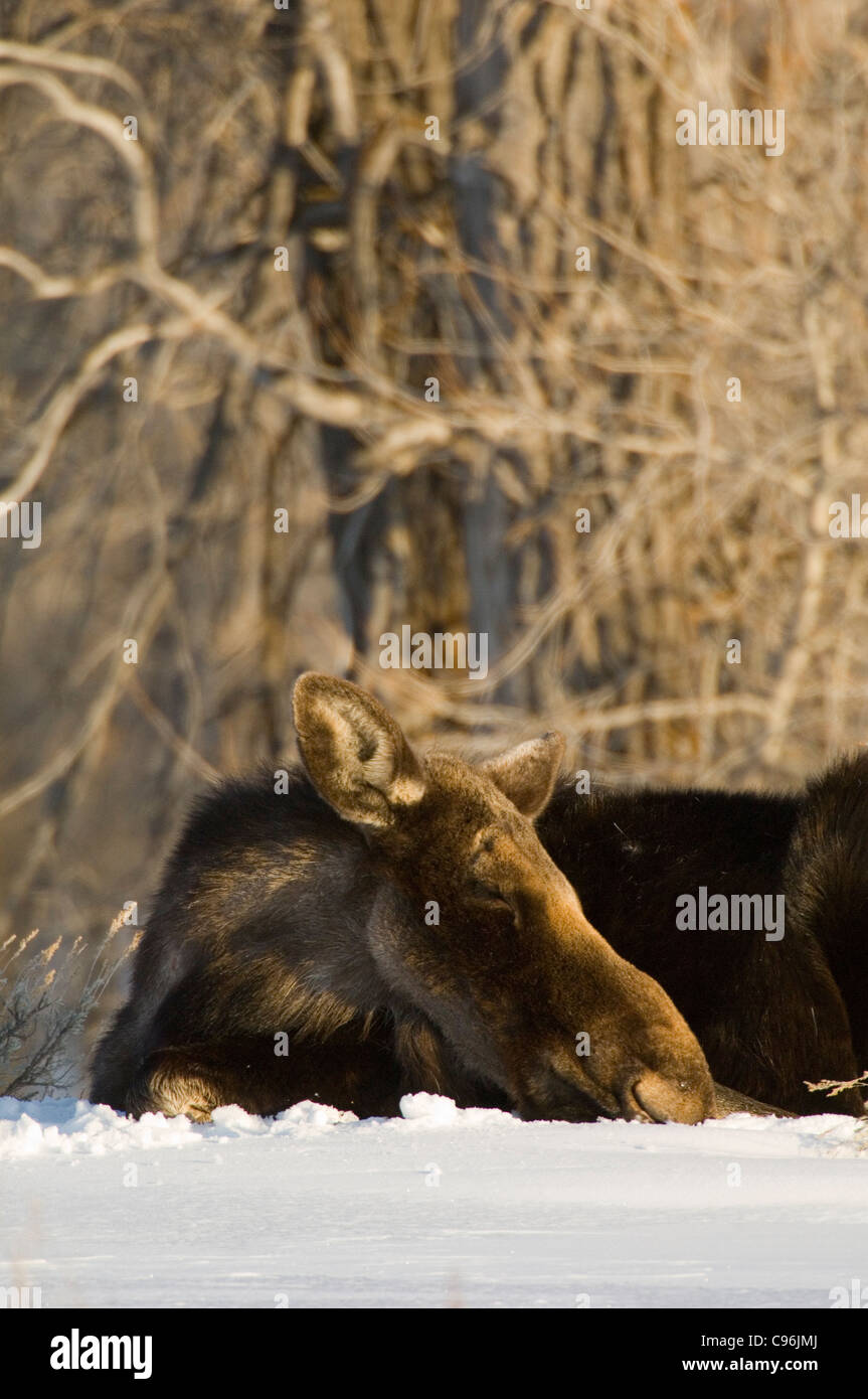 United States, Wyoming, Jackson Hole, femelle orignal. Banque D'Images