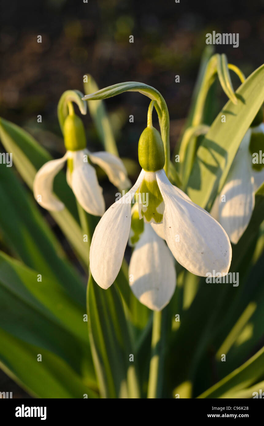 Perce-neige (Galanthus elwesii géant) Banque D'Images