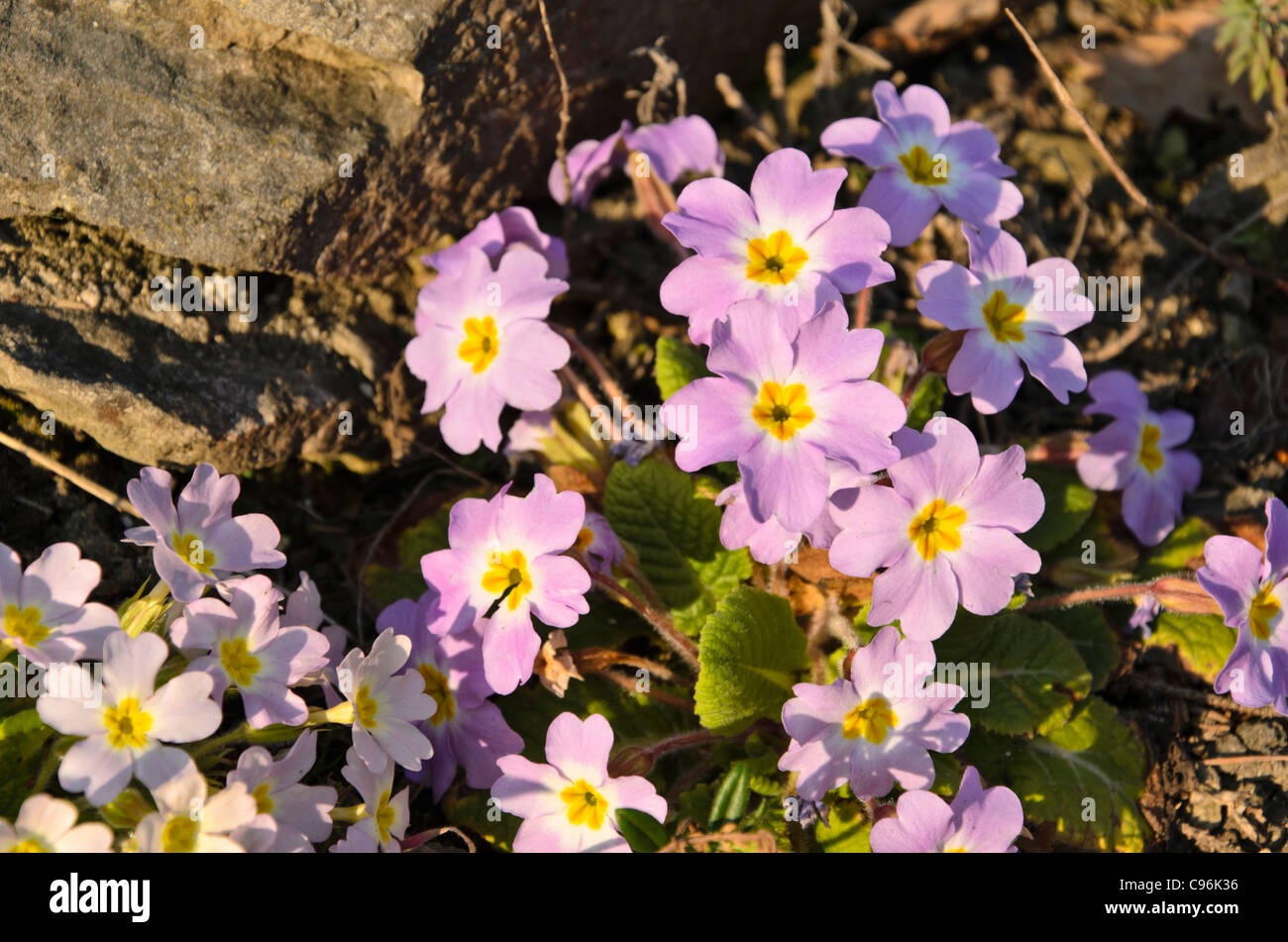 Primula vulgaris (primevère Comon subsp. sibthorpii) Banque D'Images