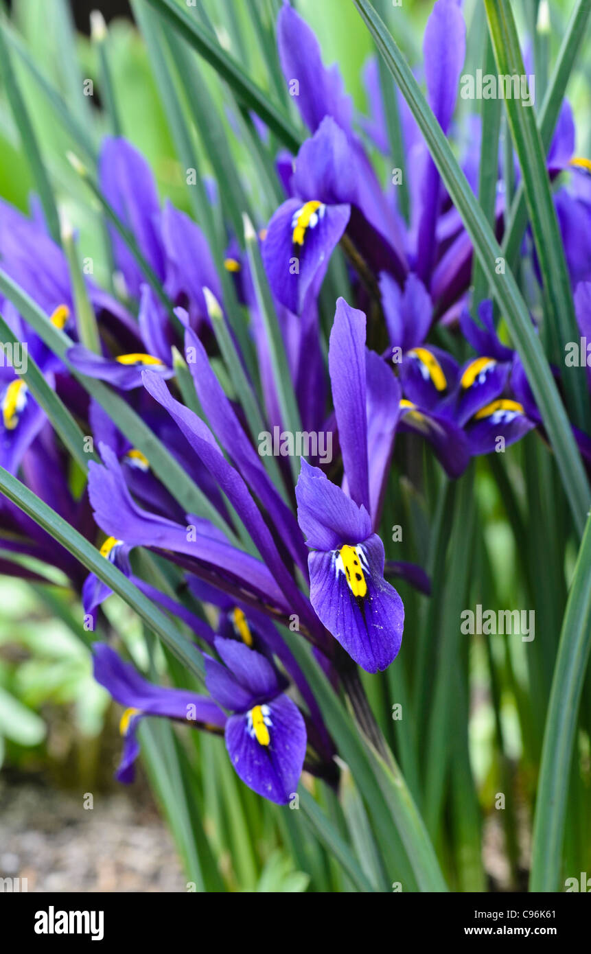 Iris nain (Iris reticulata) Banque D'Images