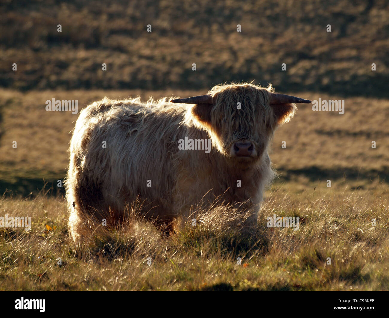 Vache highland blanc avec frange typique et les cornes dans la lumière du soir sur la lande à la direction de l'appareil photo Banque D'Images