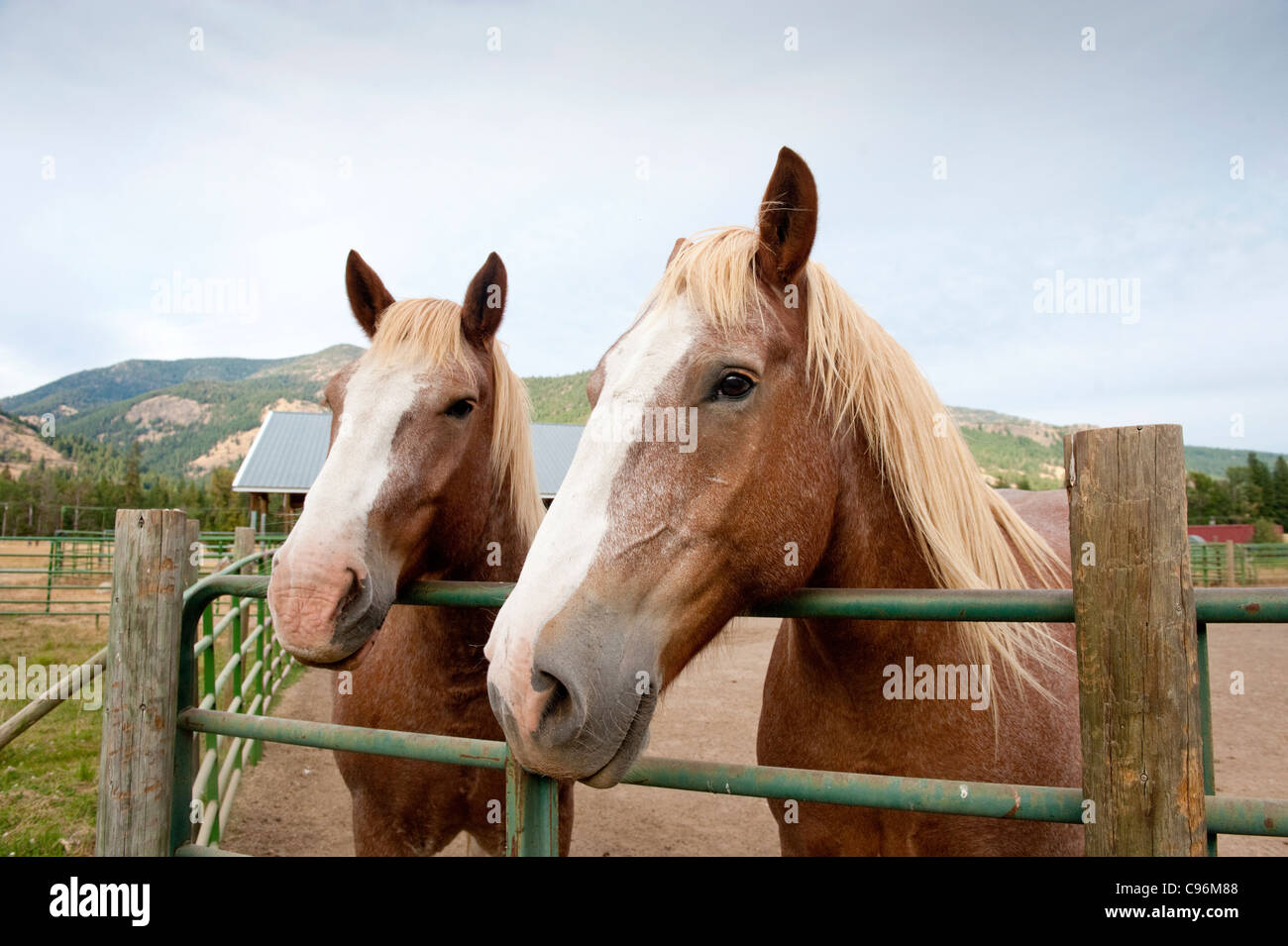 Deux chevaux de trait dans un corral dans l'est de la ville de l'État de Washington de Mazama. Banque D'Images