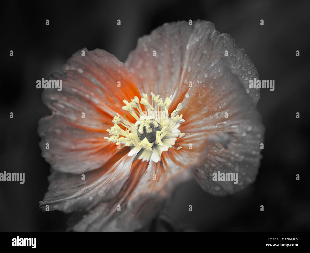 Close up de fleur de pavot après la pluie. Oregon Banque D'Images