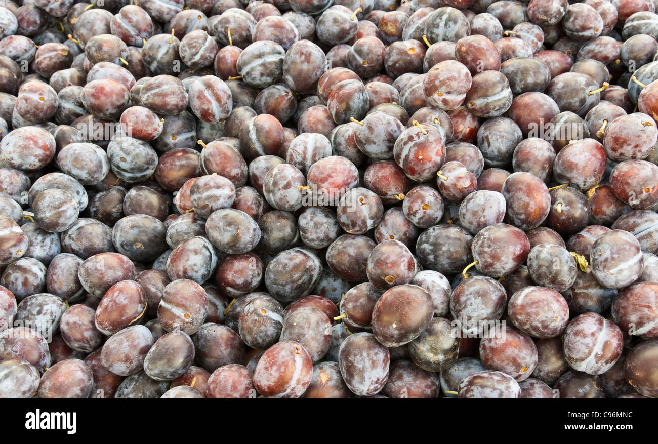 Bleu ou violet fraîchement récoltés sur les prunes à l'affichage à l'farmers market Banque D'Images