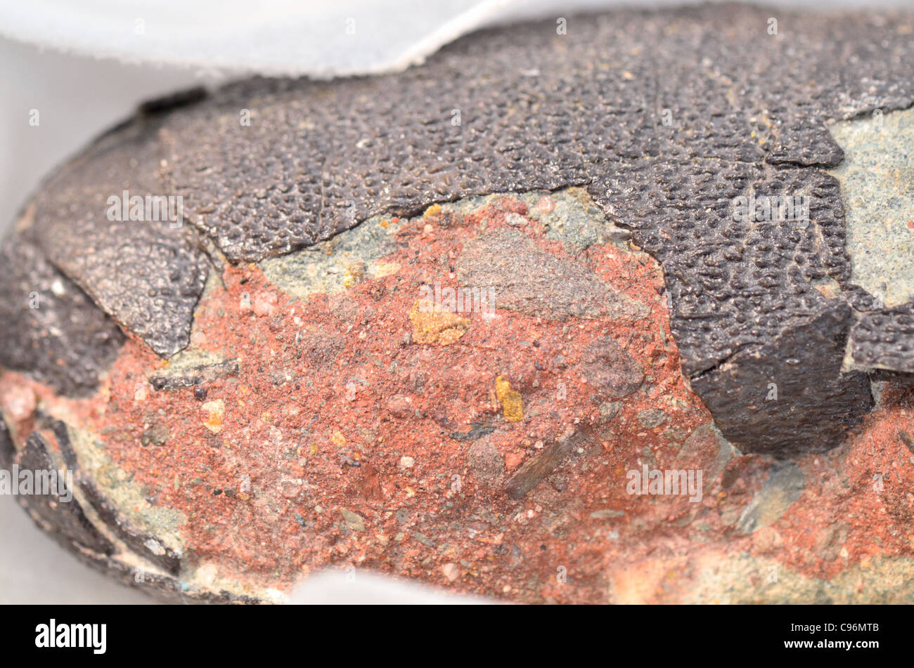 La coquille des œufs de dinosaure fossile avec texture détaillée. Banque D'Images