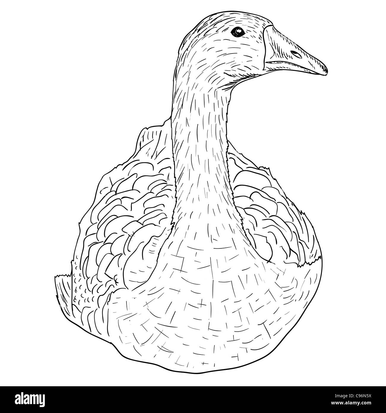 L'oie sauvage. Vector illustration peinte à la main. Banque D'Images