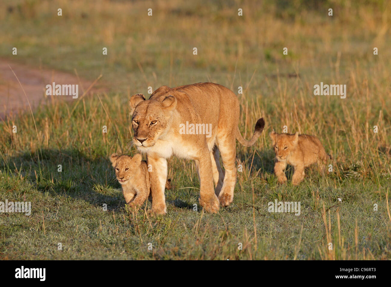 Lio femme marchant sur le Masai Mara avec deux oursons Banque D'Images