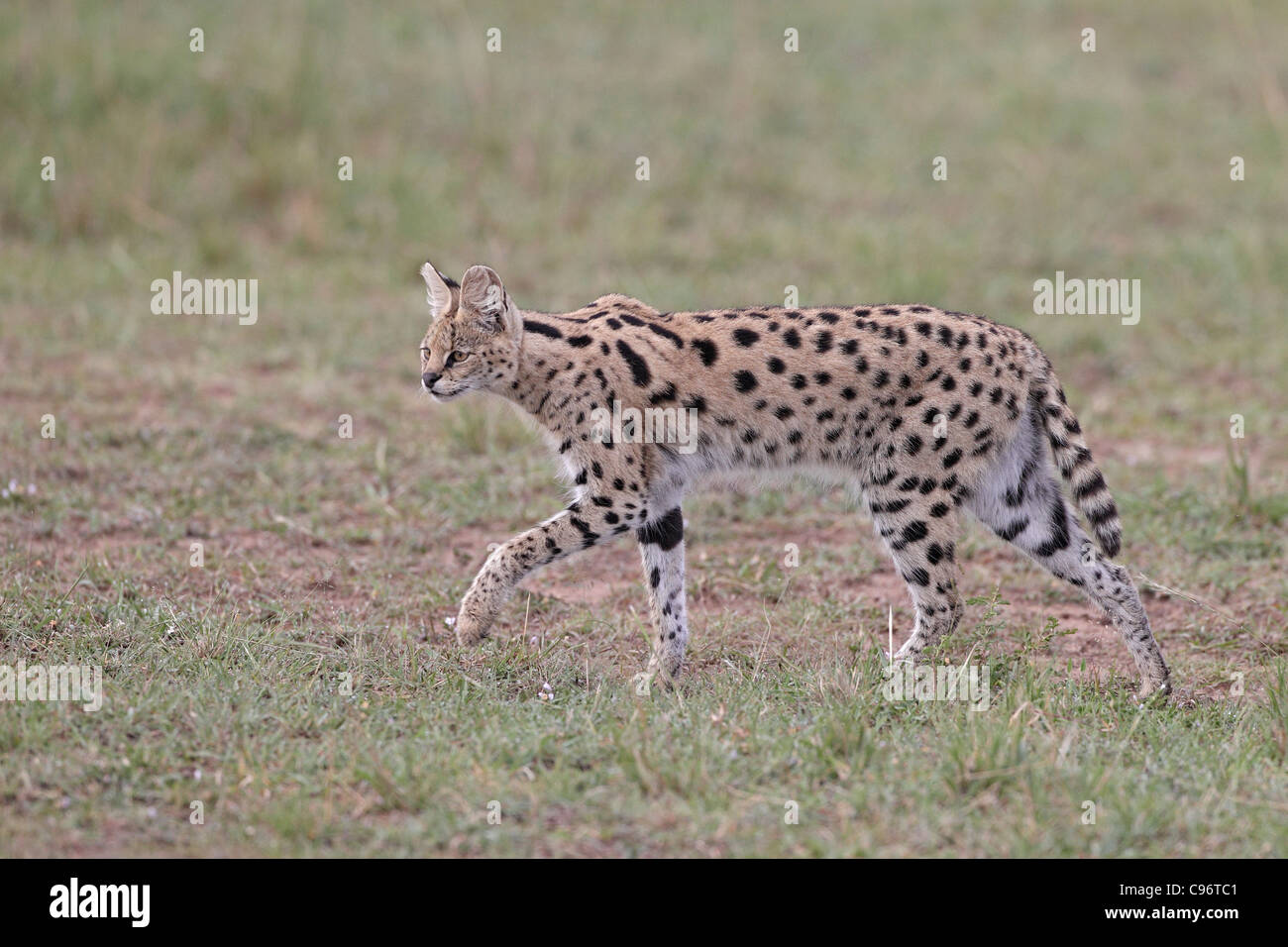 Serval marche dans le Masai Mara Banque D'Images