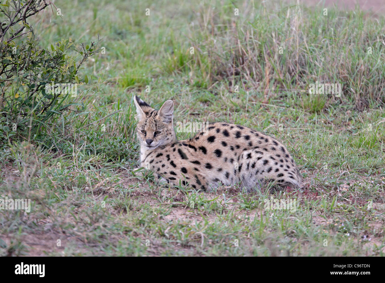 Serval couchés dans le Masai Mara Banque D'Images