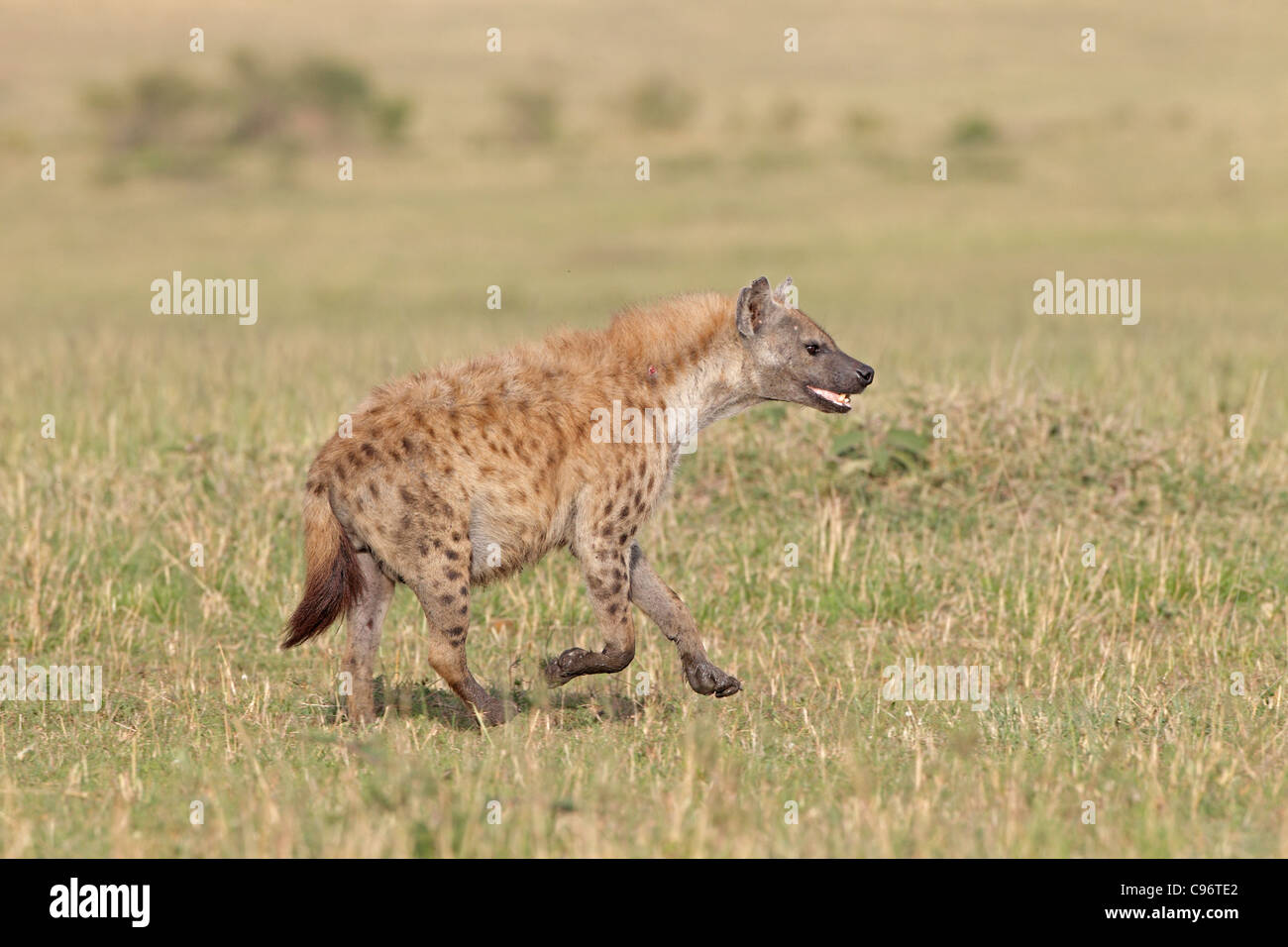 L'Hyène tachetée en travers de la Masai Mara Banque D'Images