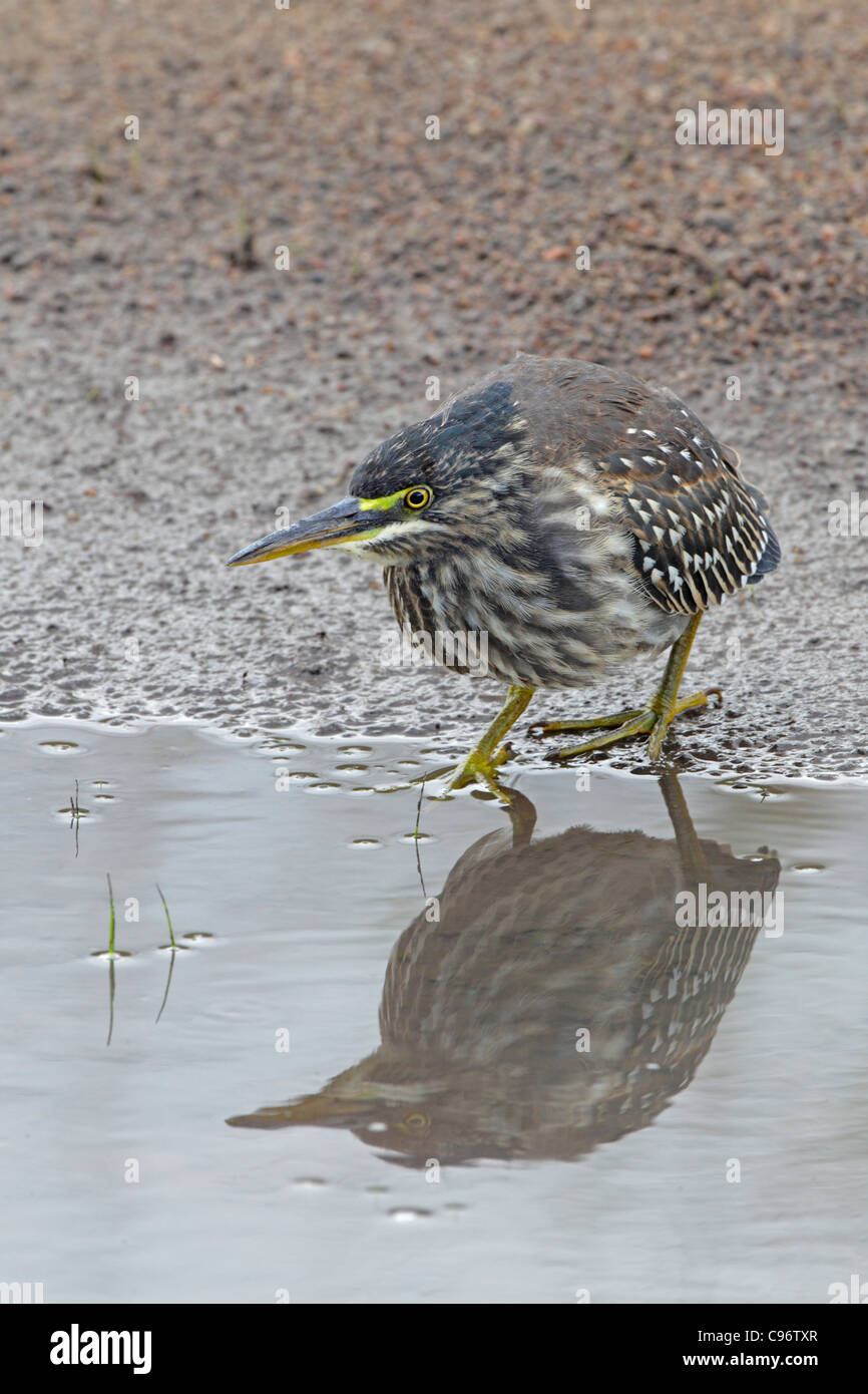 Vert juvénile avec réflexion Heron Banque D'Images
