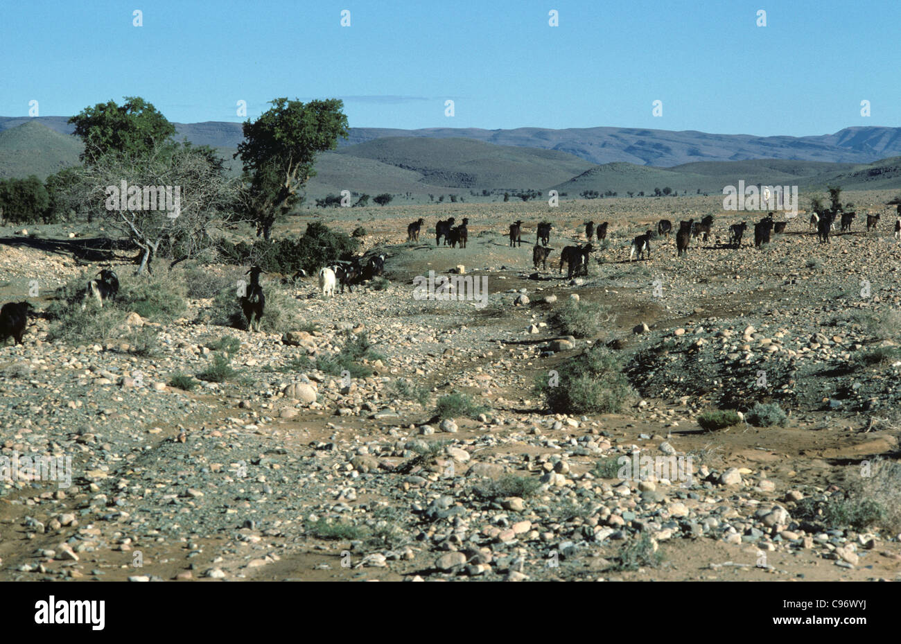 Troupeau de chèvres arbres en semi-désert du Sahara, Maroc Banque D'Images