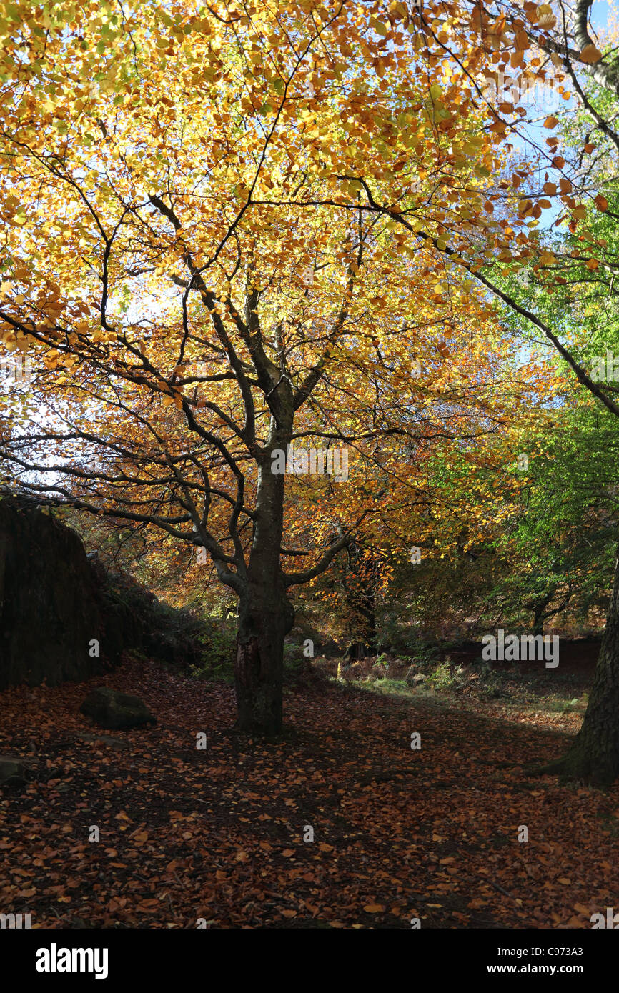 Hêtre Fagus sylvatica en automne Lake District Cumbria UK Banque D'Images