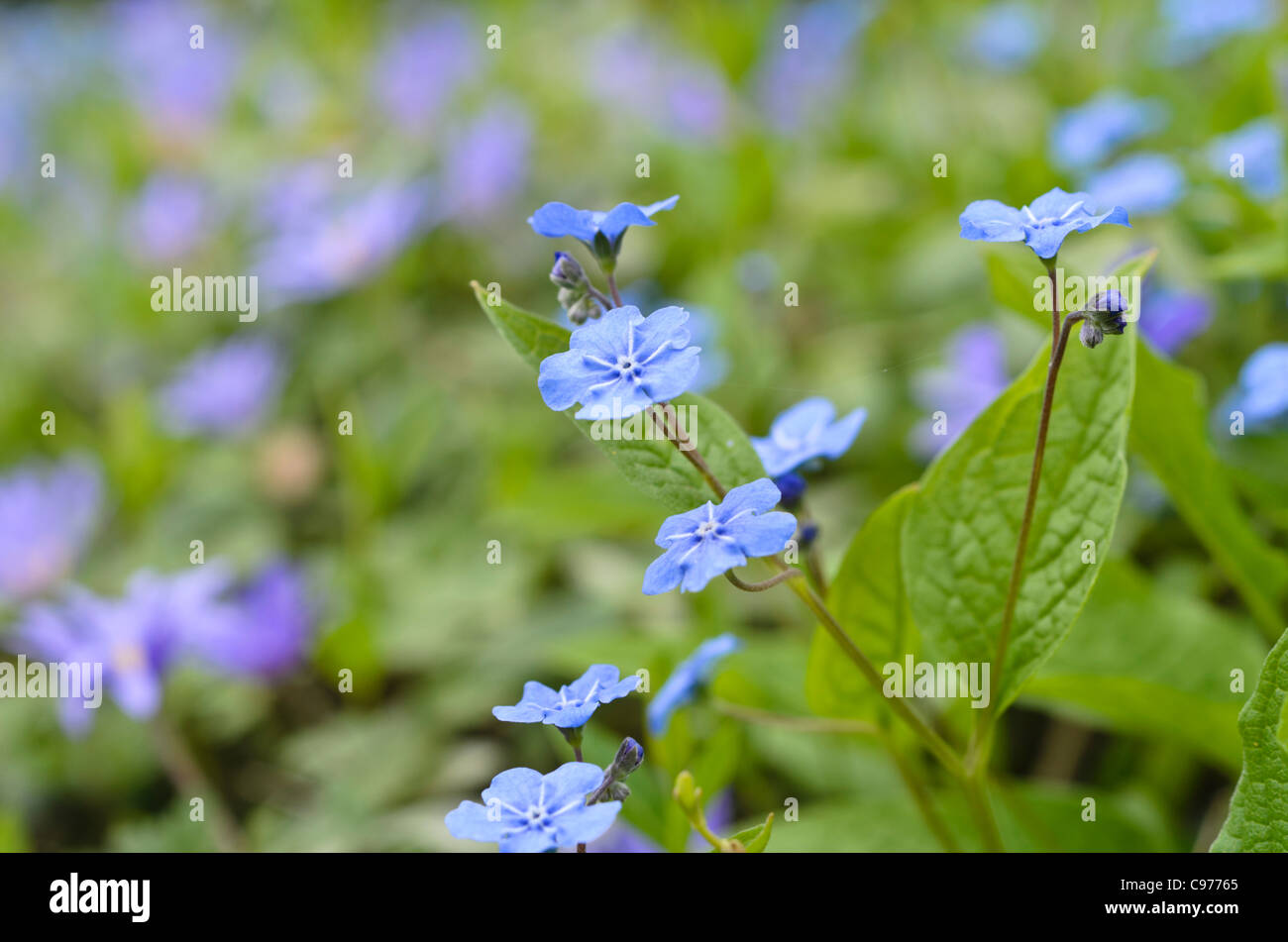 Blue-eyed Mary (omphalodes verna) Banque D'Images