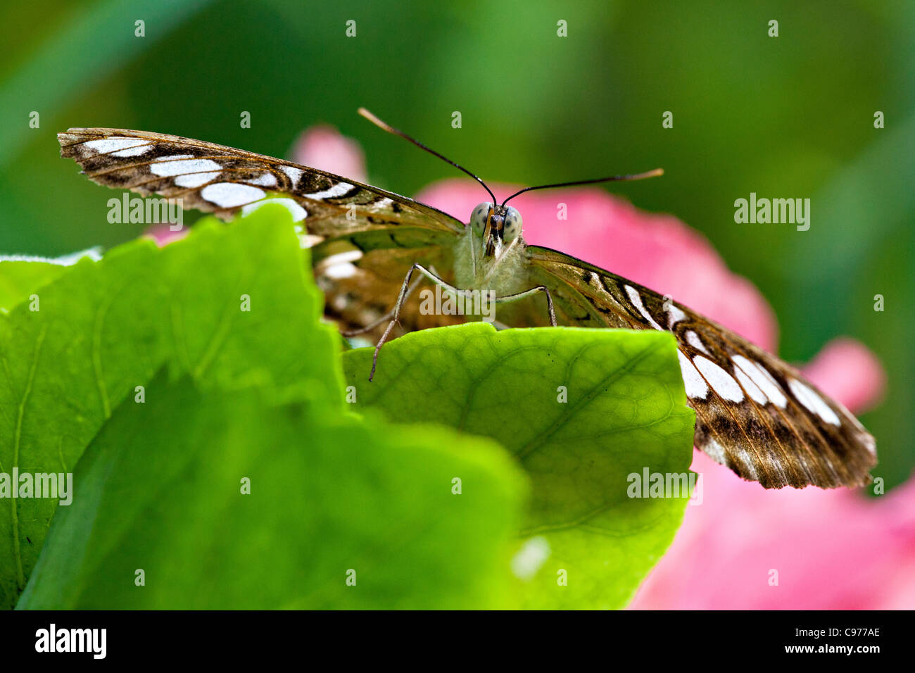 Brown Clipper (Parthenos sylvia) Banque D'Images