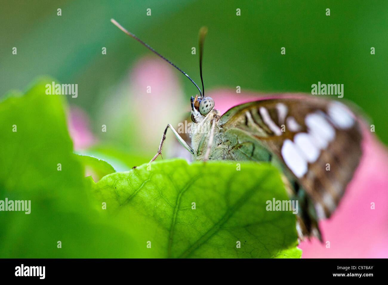 Brown Clipper (Parthenos sylvia) Banque D'Images