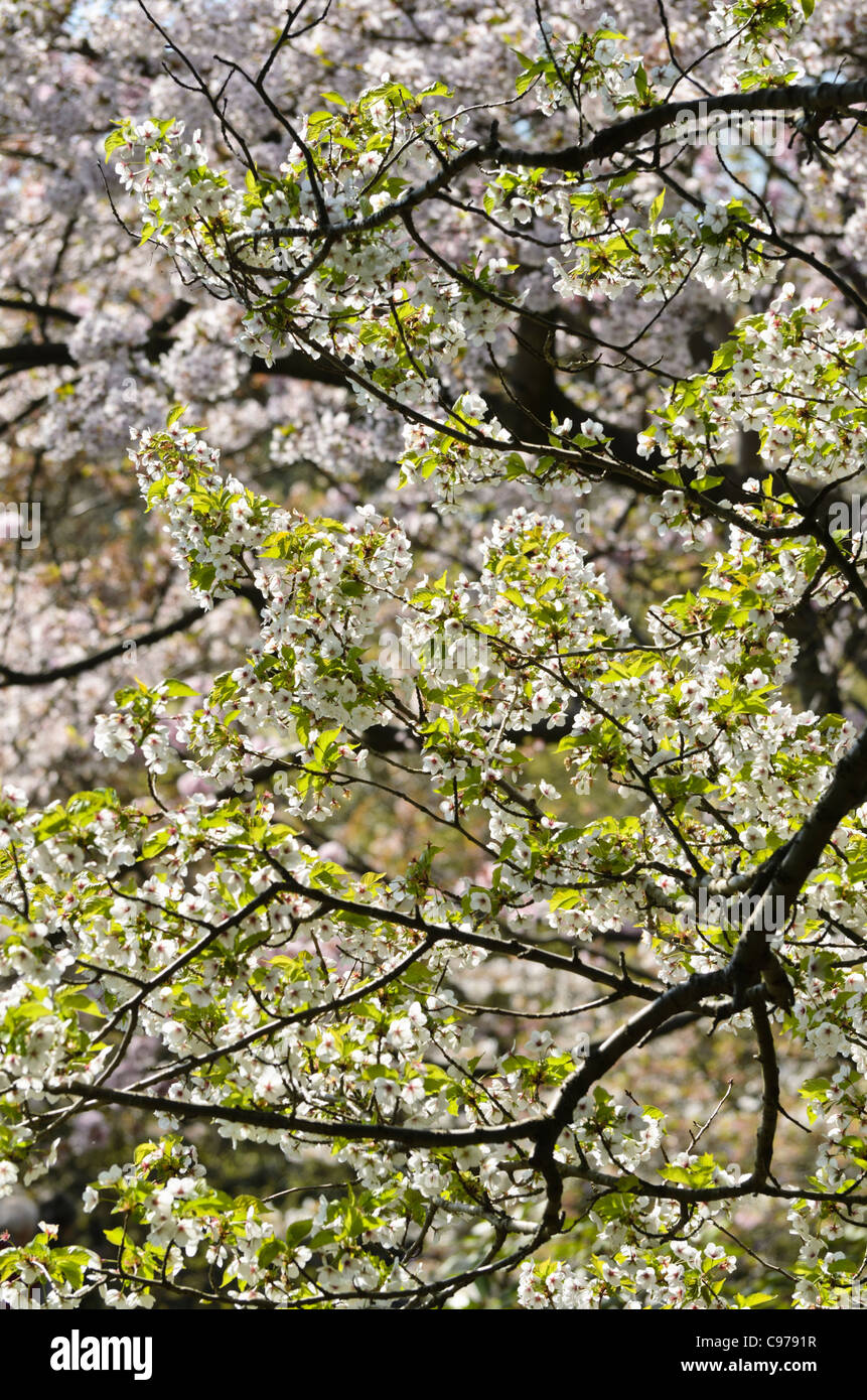 Japanese cherry (Prunus incisa x speciosa 'umineko') Banque D'Images