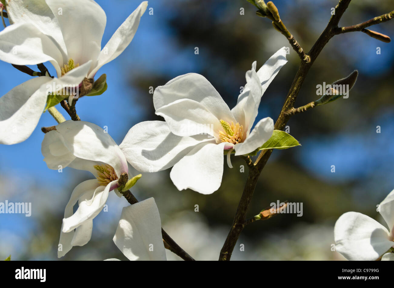 Star magnolia (Magnolia stellata 'Rosea') Banque D'Images