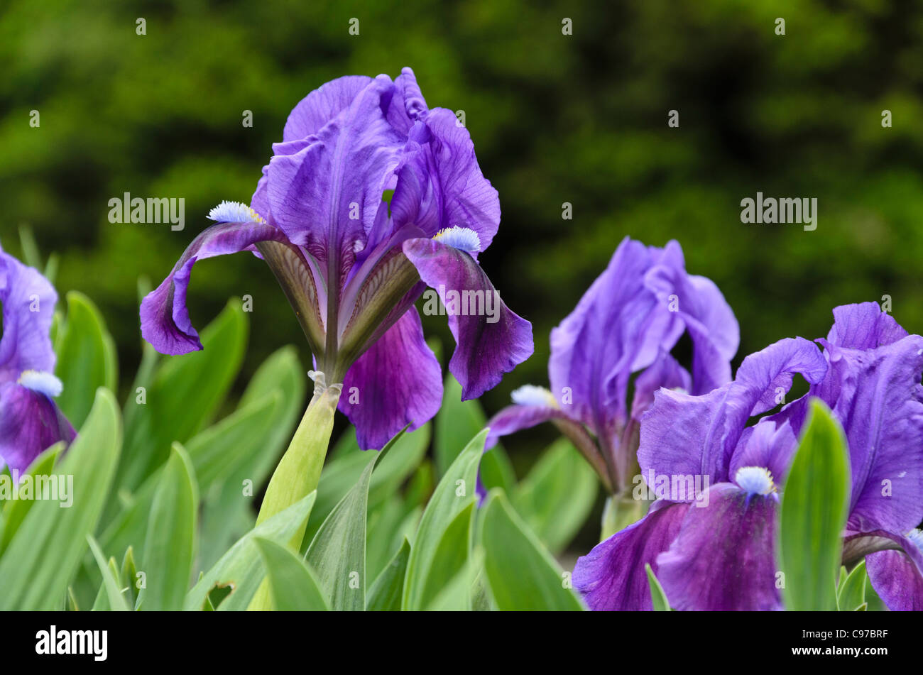 Iris nain (Iris pumila) Banque D'Images