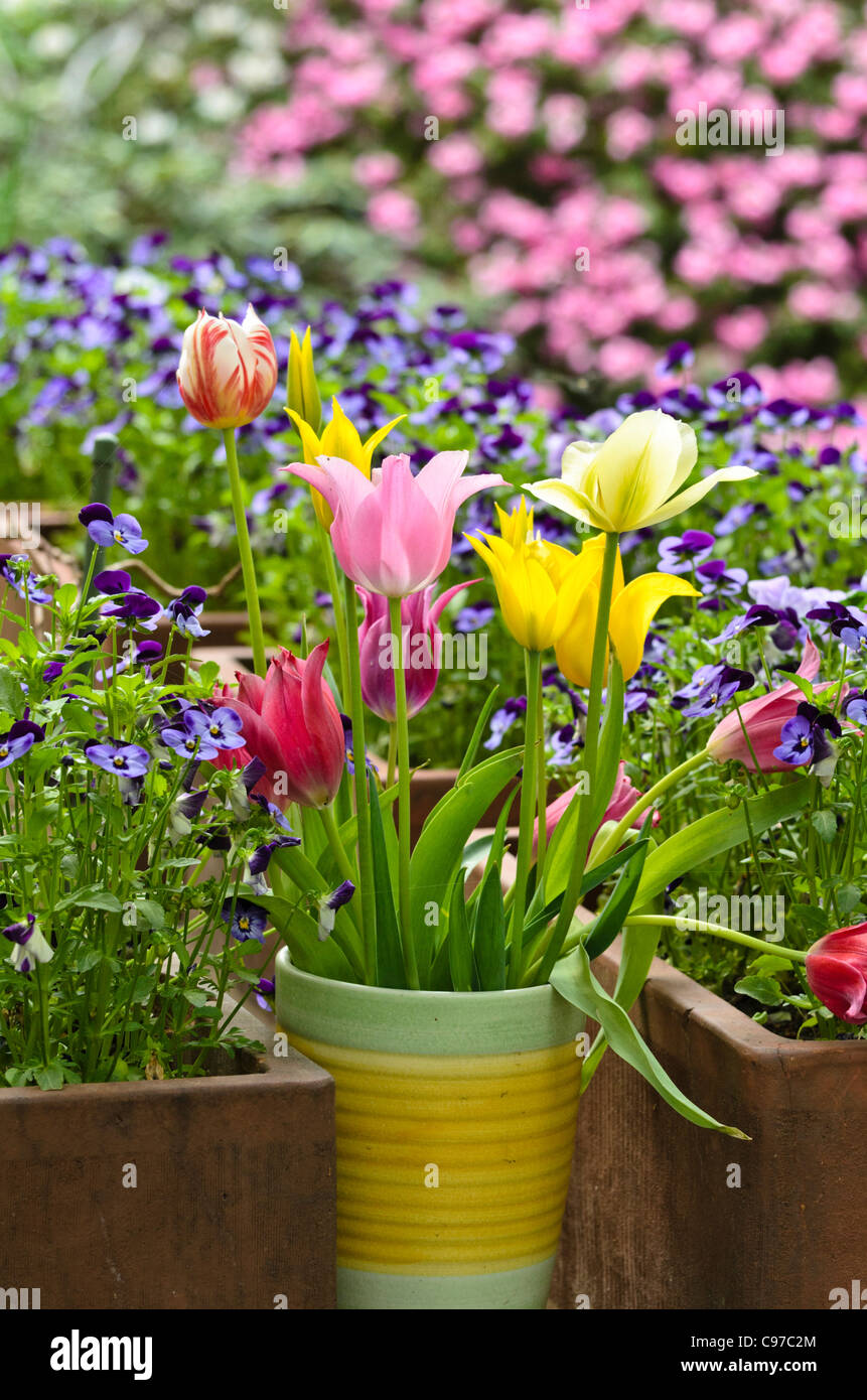 Les tulipes (tulipa), jacinthes (hyacinthus) et pensées (viola cornuta) Banque D'Images
