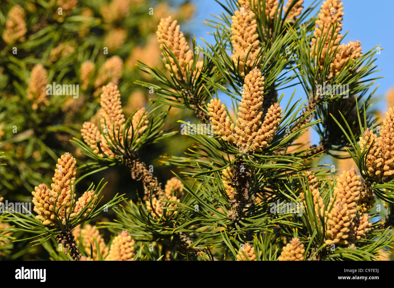 Pin nain (Pinus mugo) Banque D'Images