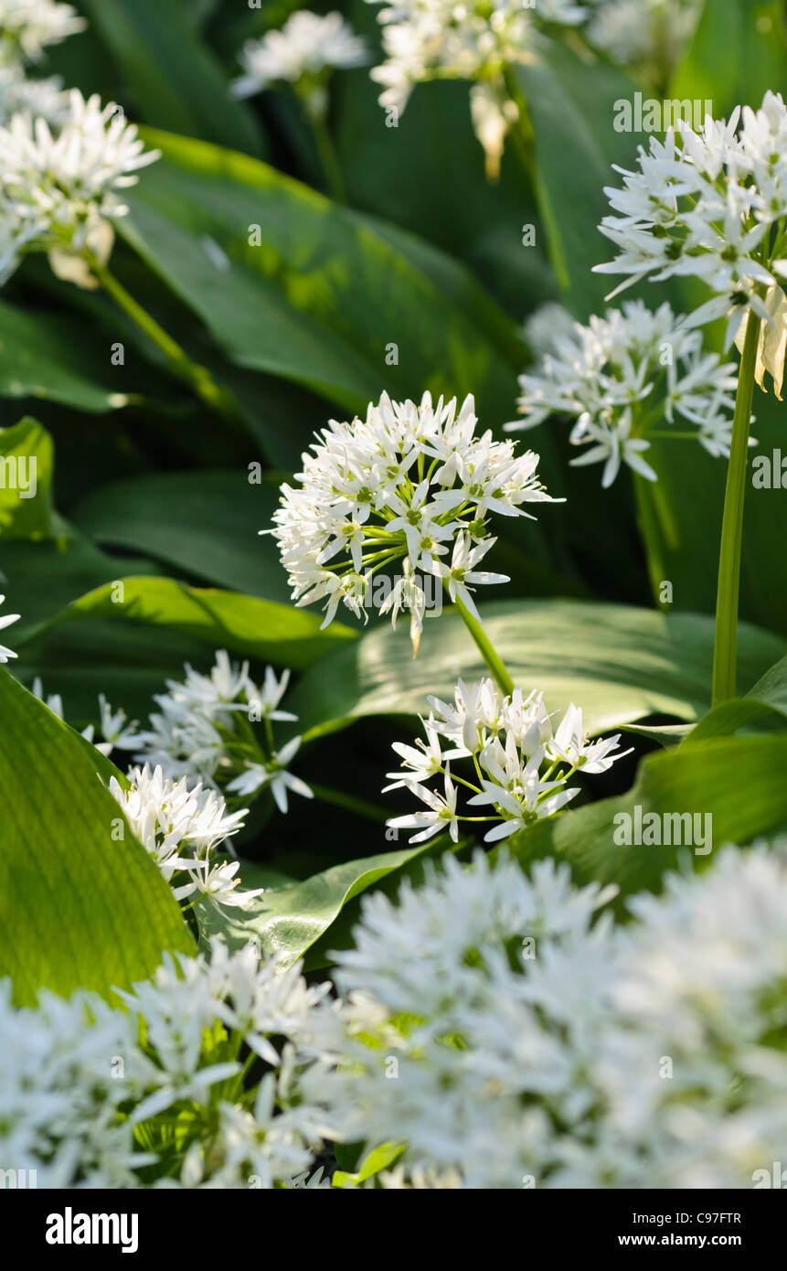 Bois l'ail (Allium ursinum) Banque D'Images