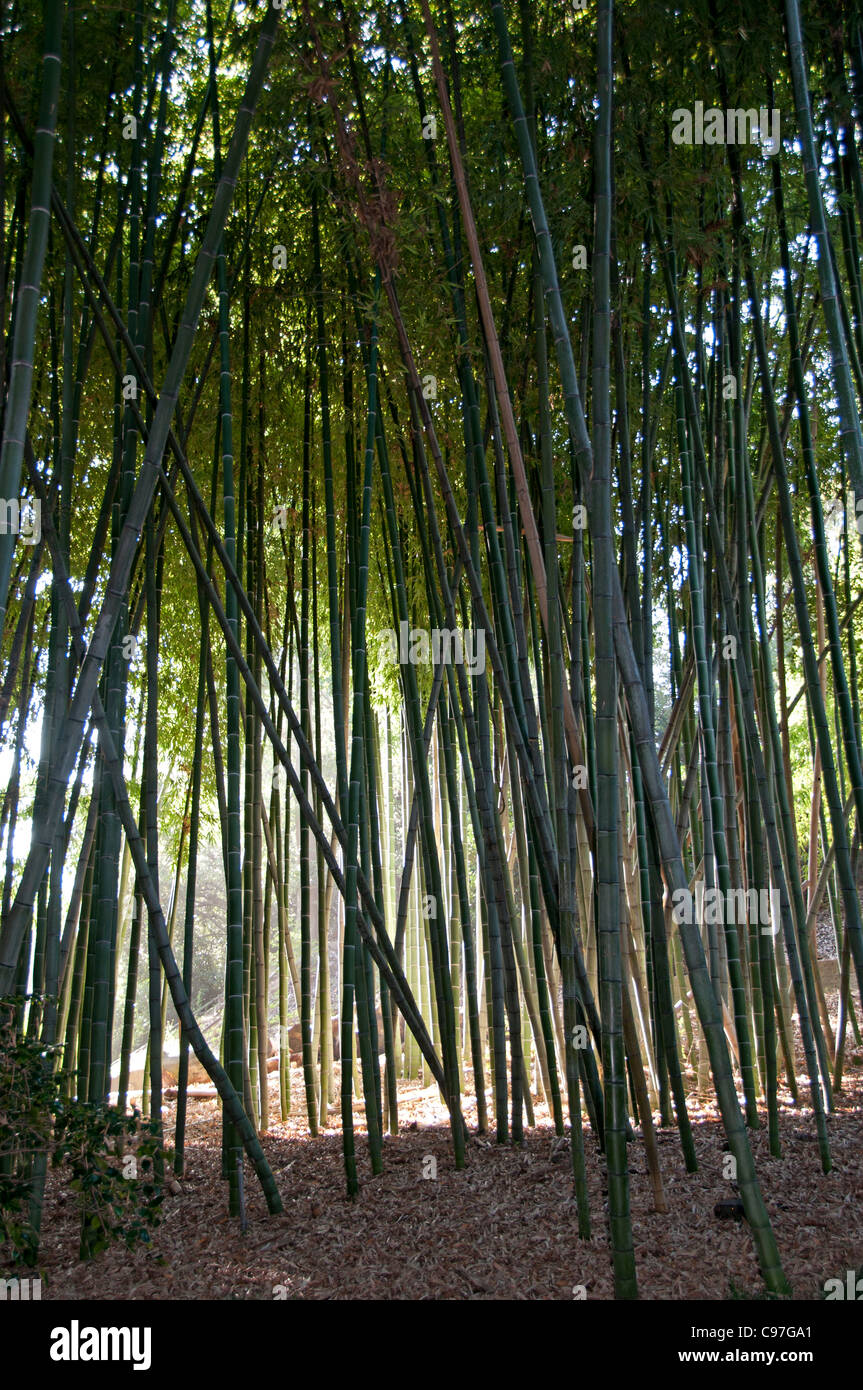 Arbre tropical bambou bois forêt Jungle oriental Banque D'Images
