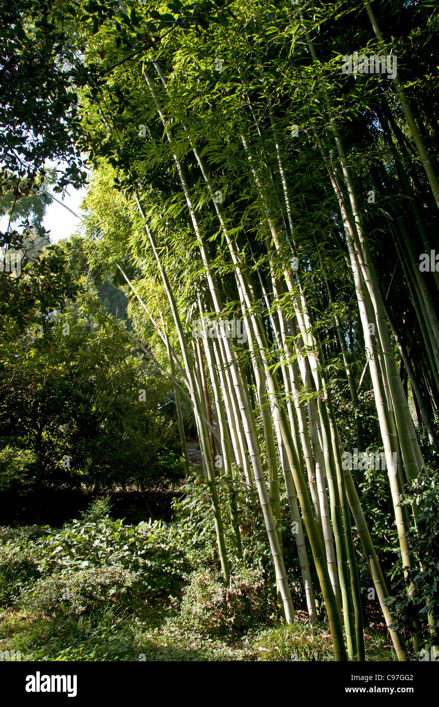 Arbre tropical bambou bois forêt Jungle oriental Banque D'Images