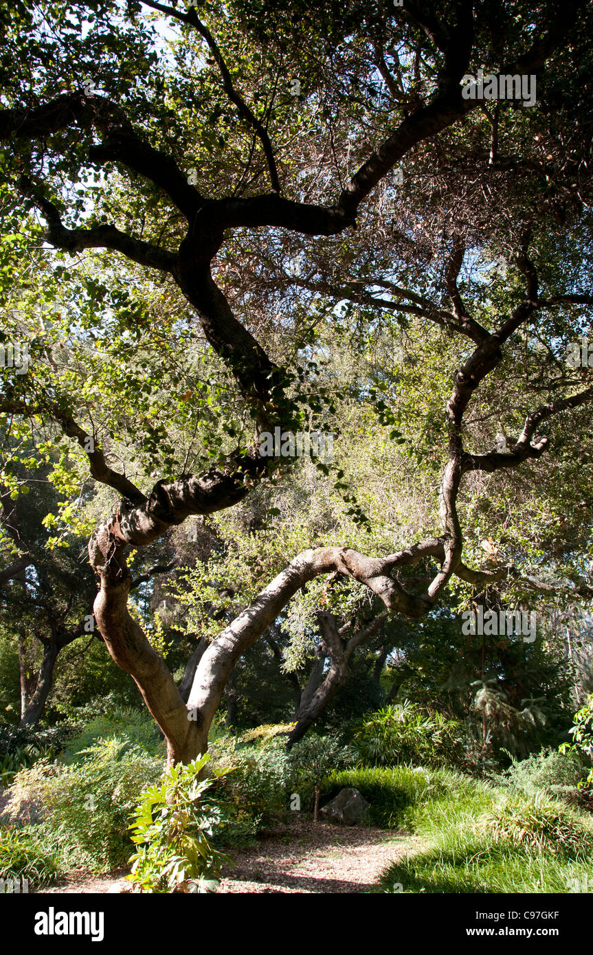 Arbre tropical forêt bois Jungle oriental élégant Banque D'Images