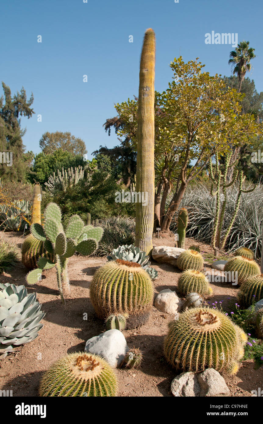La Bibliothèque Huntington, Collections d'art, des jardins botaniques, plantes grasses cactus garden San Marino en Californie du Nord Banque D'Images