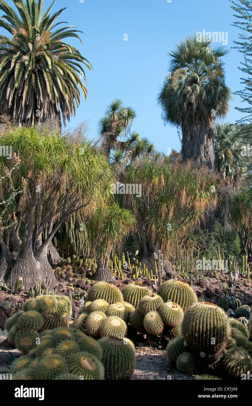 La Bibliothèque Huntington, Collections d'art, des jardins botaniques, plantes grasses cactus garden San Marino en Californie du Nord Banque D'Images