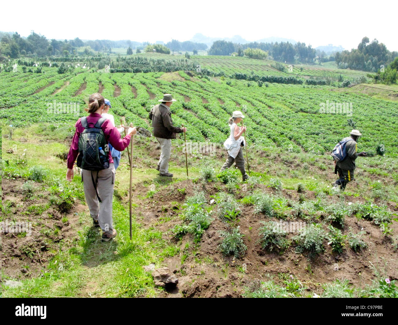 Les montagnes des Virunga, Rwnada, Afrique. Les touristes tekking à voir les gorilles de montagne dans le Parc National des Volcans. Banque D'Images