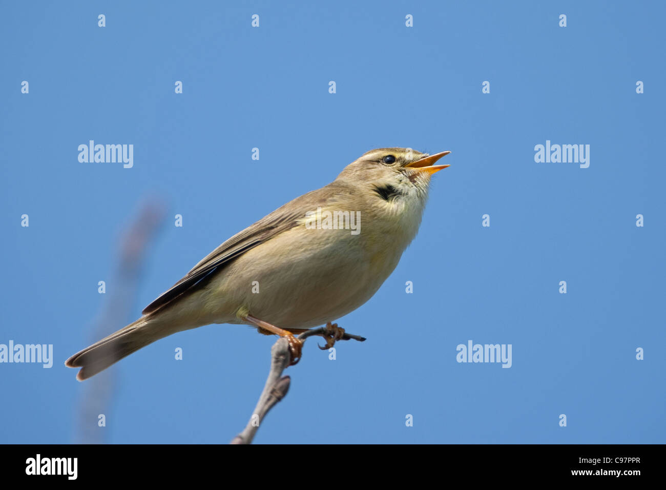Willow warbler (Phylloscopus trochilus) chanter au printemps, Texel, Pays-Bas Banque D'Images