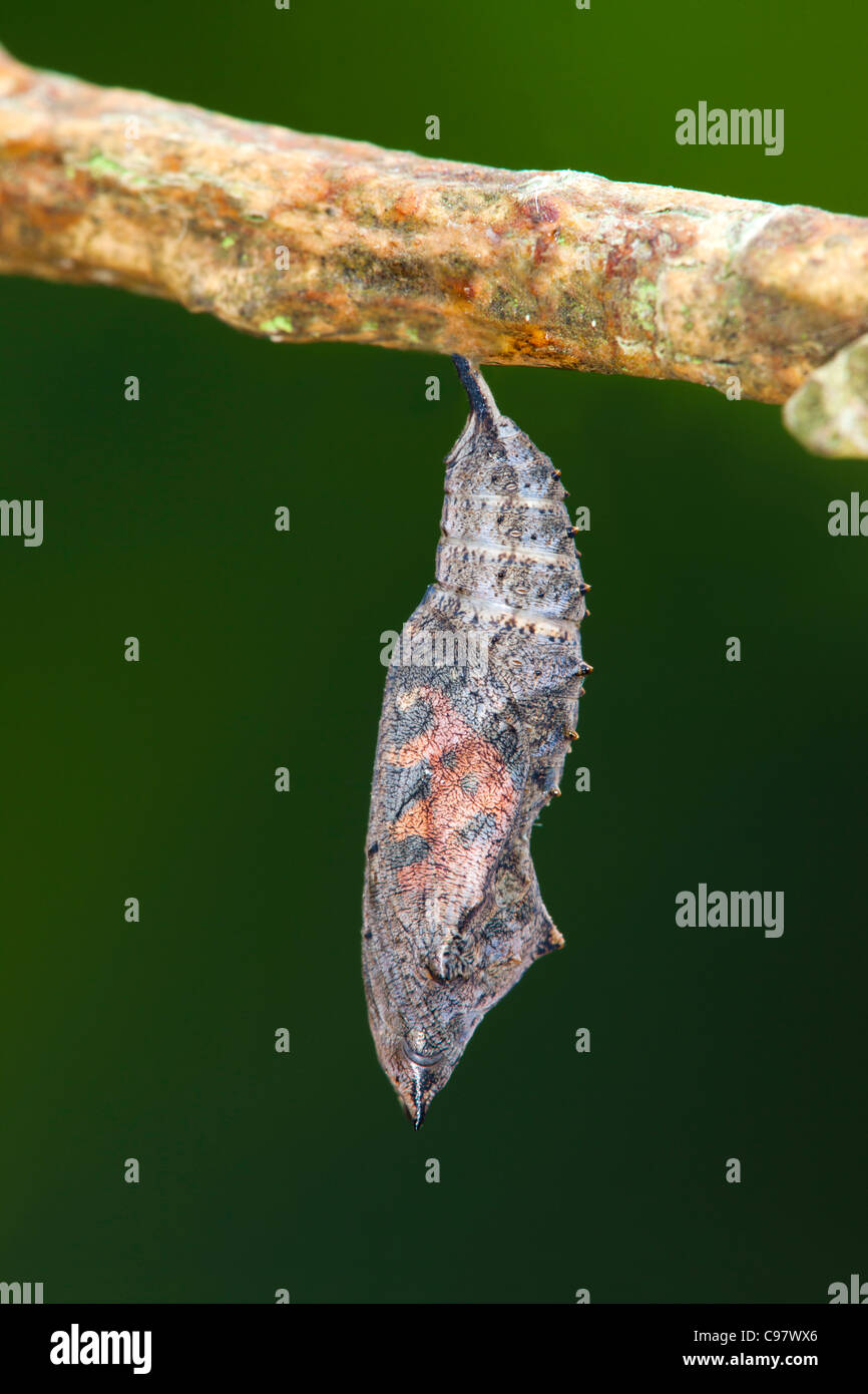 Petite Écaille de chrysalide de papillon ; Aglais urticae ; UK Banque D'Images