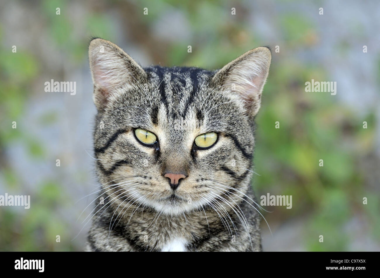 Chat errant dans l'île d'Hydra, Grèce Banque D'Images