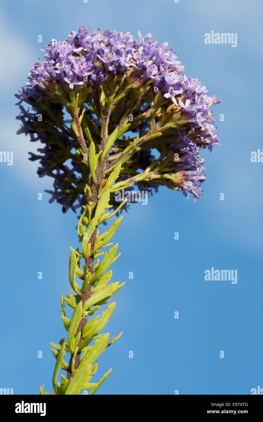 Fleur pourpre against a blue sky Banque D'Images