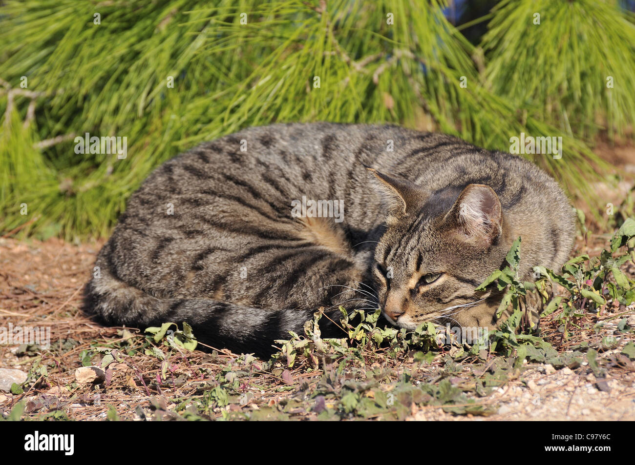 Chat errant dans l'île d'Hydra, Grèce Banque D'Images