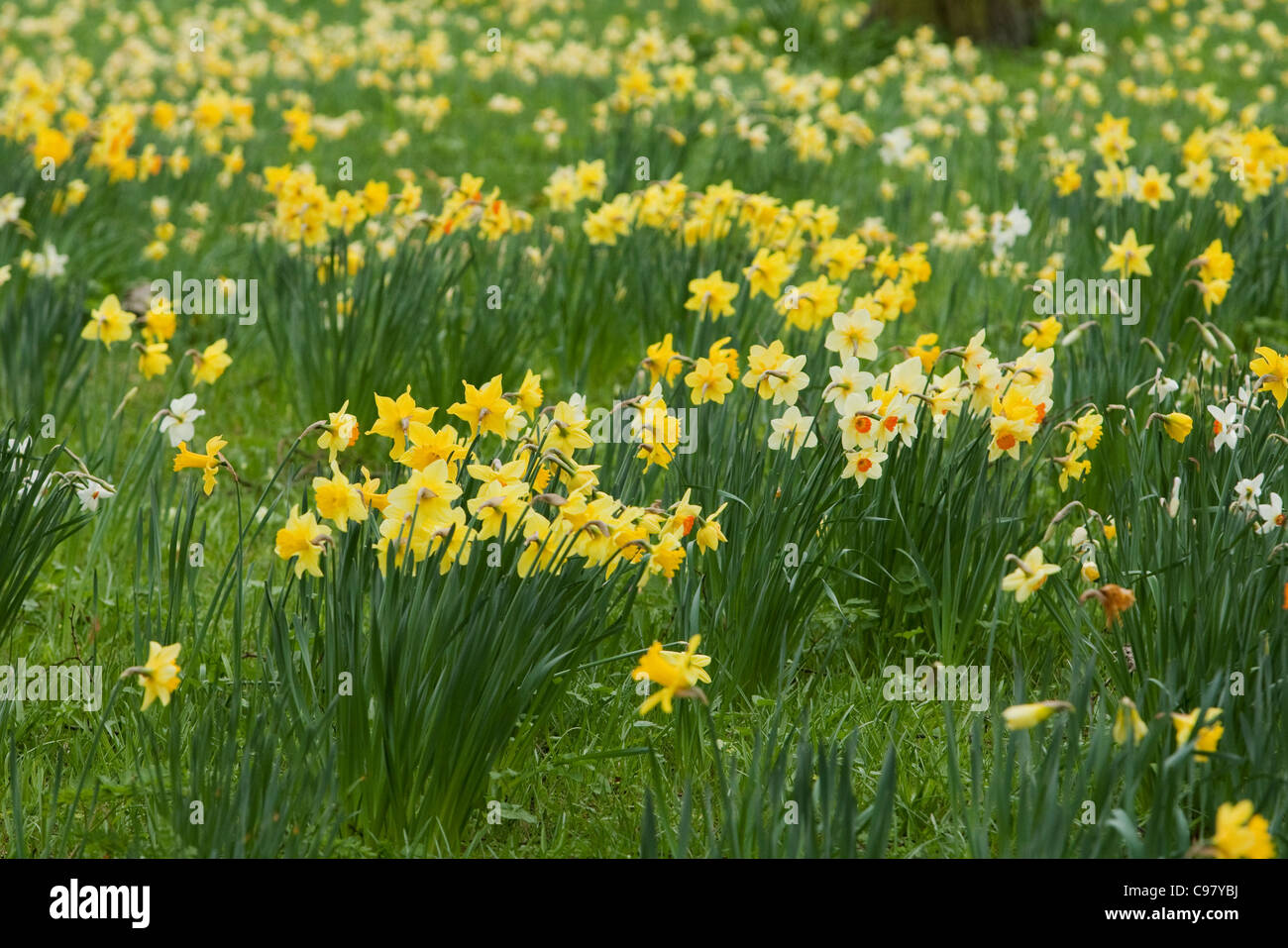 Domaine des jonquilles jaune Banque D'Images